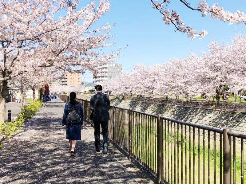樱花学园大学有哪些专业课程？（日本留学）