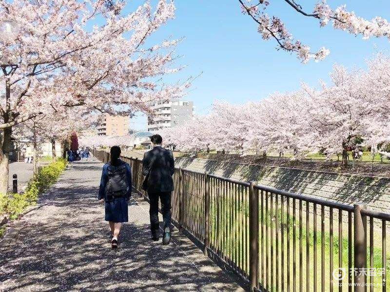 樱花学园大学