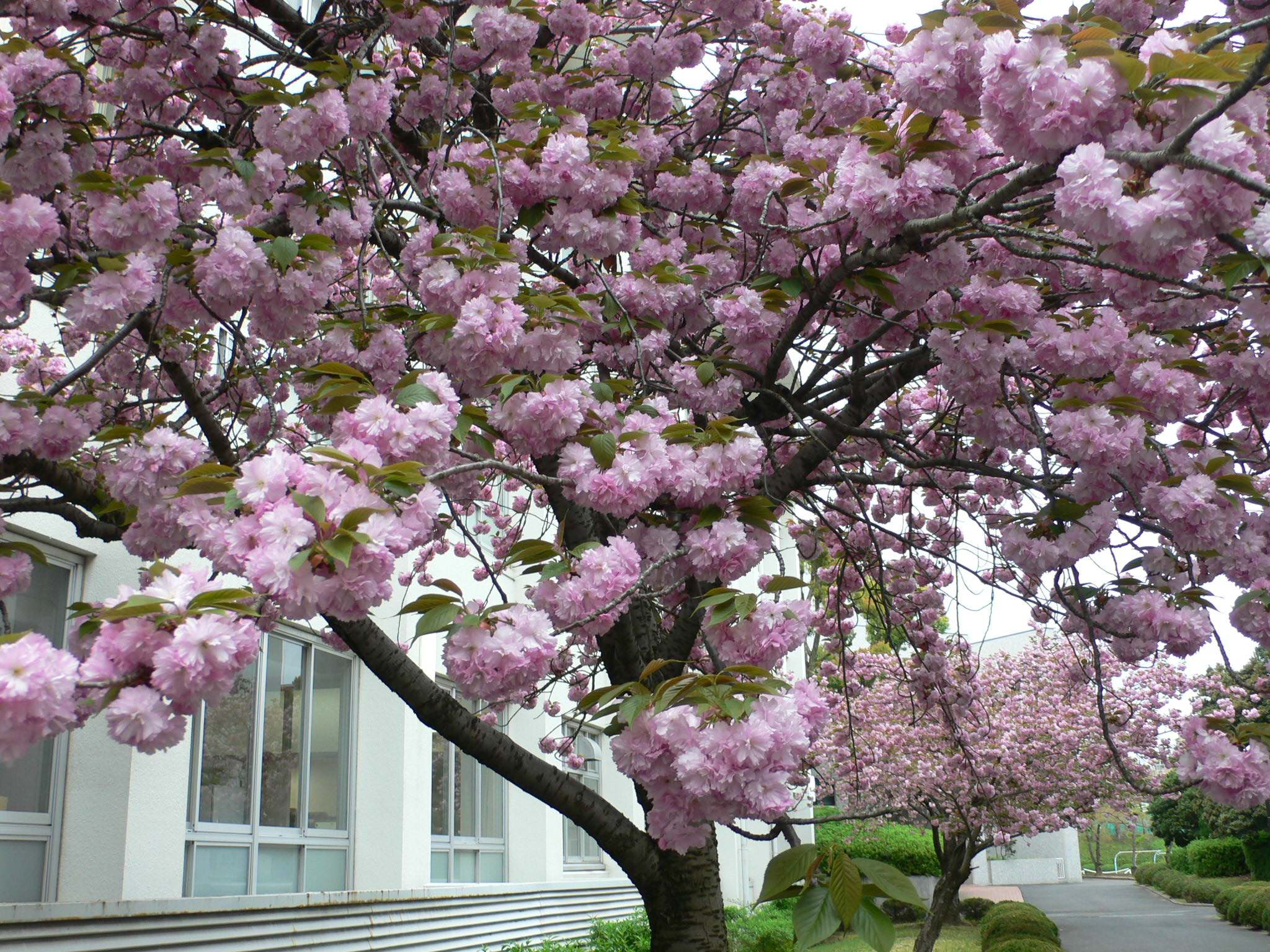 千里金兰大学怎么样？（日本留学）