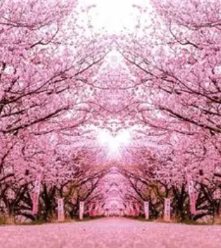 2024年樱花开放预测(第4回)下周樱花开放高峰名古屋和福冈预计20日开放