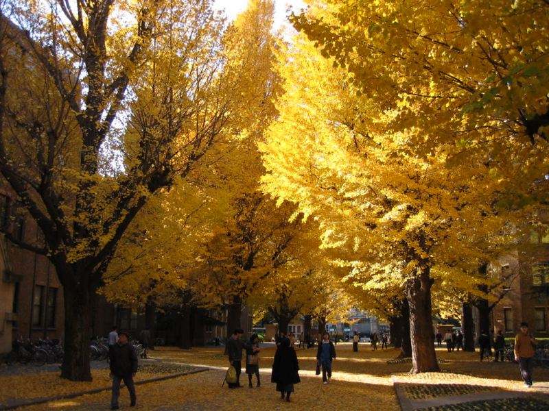 东京大学学费多少钱？（日本留学）