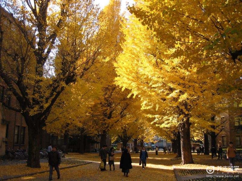 东京大学学费