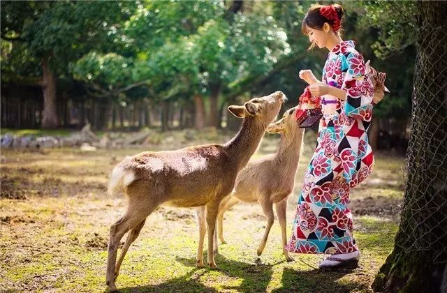 日本留学生必去的旅游景点：奈良公园