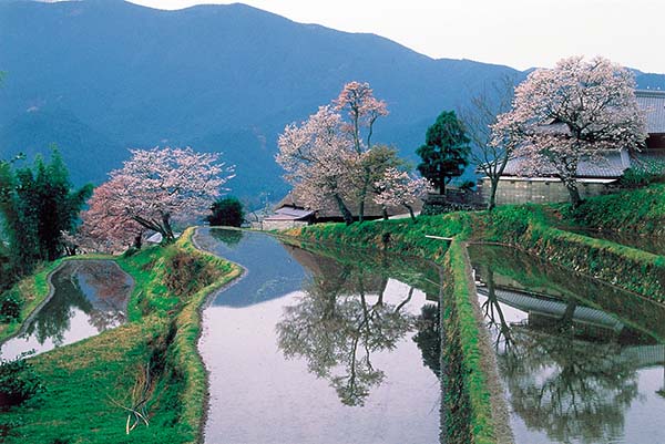 日本津市留学主要有哪些大学？