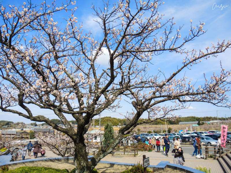23年4月生日本留学时间规划！（日本留学）