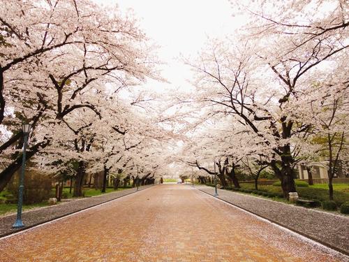 日本八户大学怎么样？（日本留学）