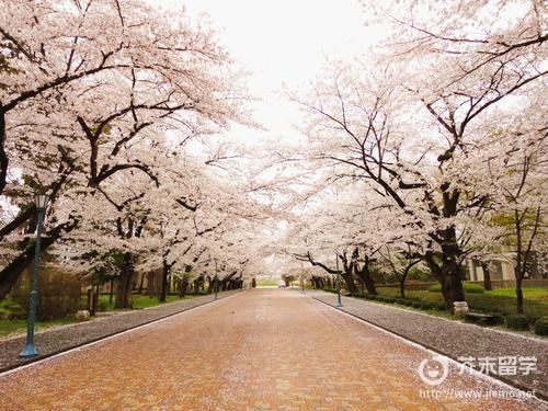 日本八户大学