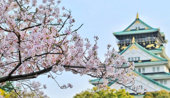 日本最佳大学|泰晤士高等教育世界大学排名2024（日本留学）