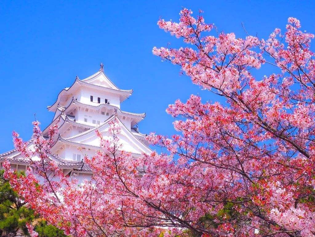 日本留学：承认托福还是托业？
