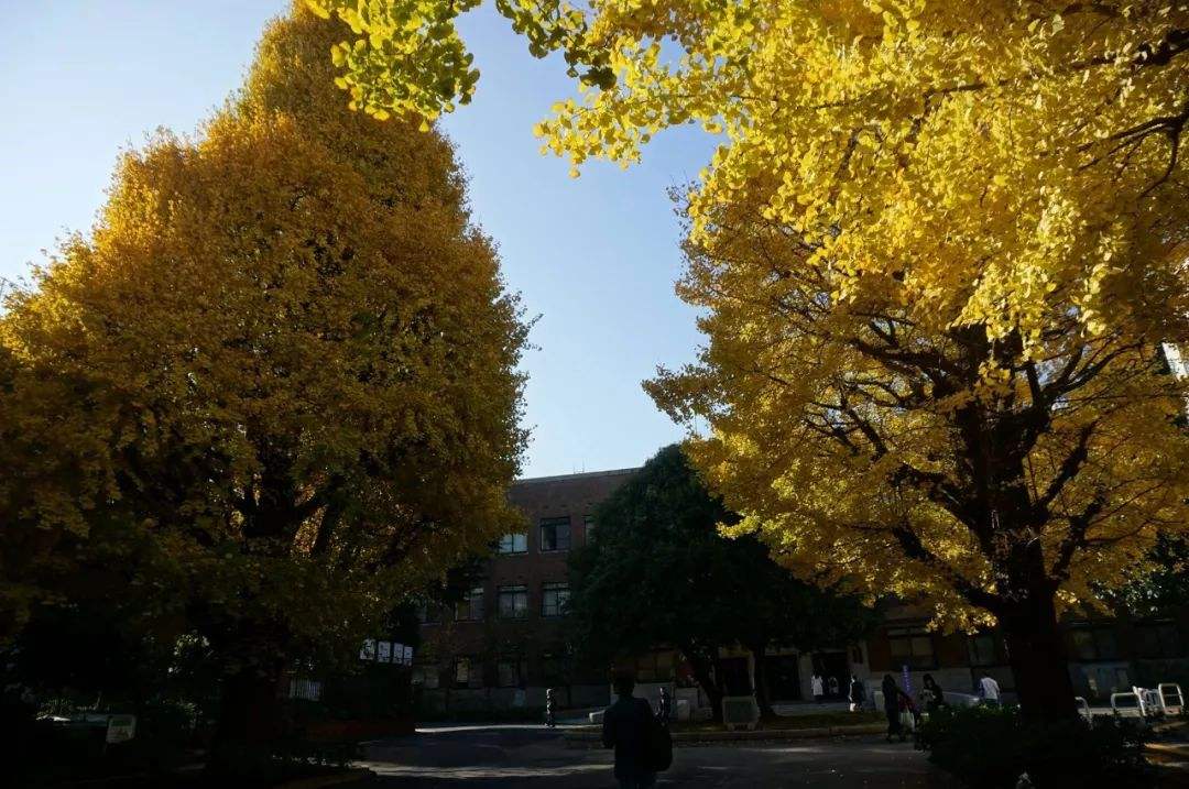 东洋英和女学院大学有哪些专业？（日本留学）